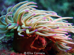 Alien lives in this anemone! by Elia Correia 